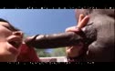 
								Monster Dicks In Young Chicks 
							