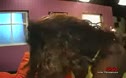 
								Sperma fur Afrika  
							