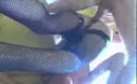
								Threesome Anal Hot Stuff  
							